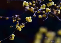 梅因茨稳定状态面对新挑战